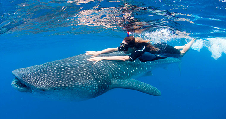 Whale Shark Snorkel 